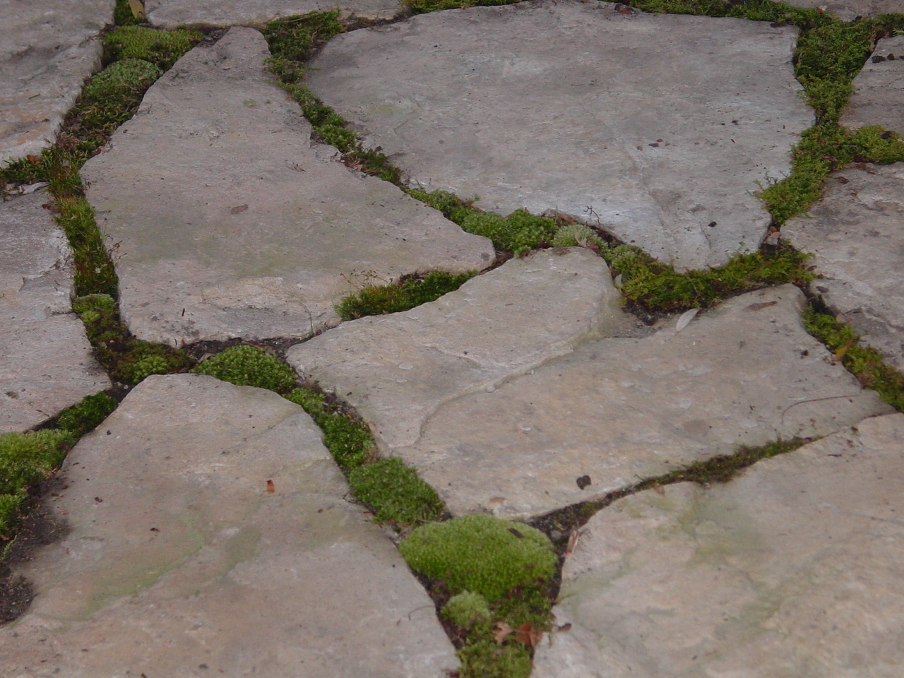 Patio moss