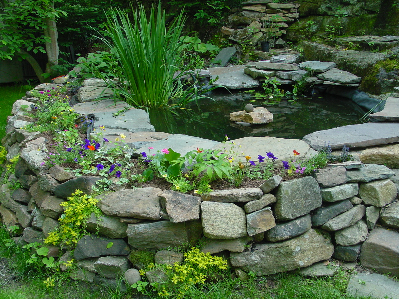 Pond starting to bloom