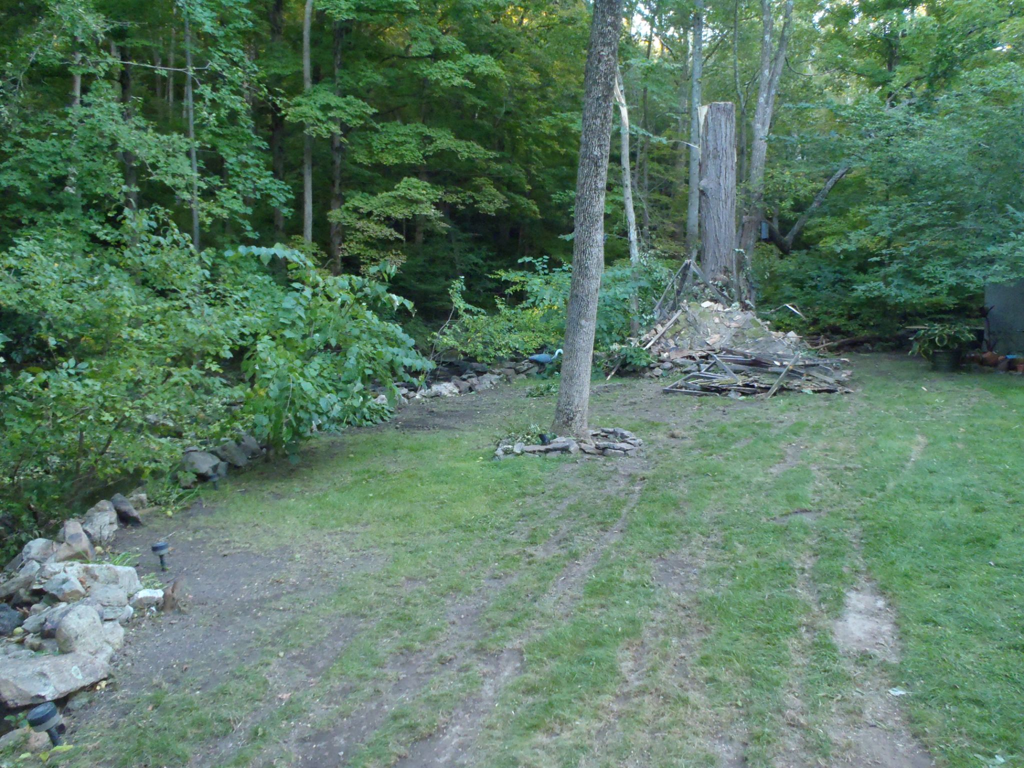 Mini tornado took out the black walnut tree